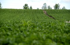 Soybeans in Grey County