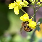 (Photo courtesy Canola Council of Canada)