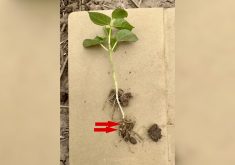 Adzuki beans with nodules (shown with red arrows) on June 25, 2024.