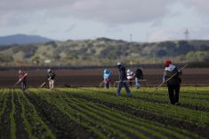 Migrant workers clean fields in California’s Salinas Valley on March 30, 2020. (Photo: Reuters/Shannon Stapleton)
