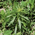 A mild winter led winter annuals like fleabane to get to be way too big for labelled rates for some farmers in southern Ontario.