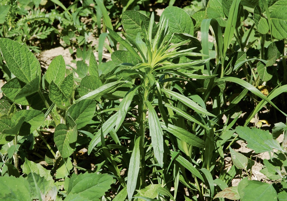 A mild winter led winter annuals like fleabane to get to be way too big for labelled rates for some farmers in southern Ontario.