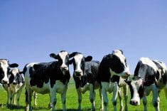Owner-sampled dairy cattle herds will see earlier genetic evaluations