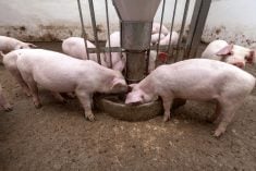 Pigs eating