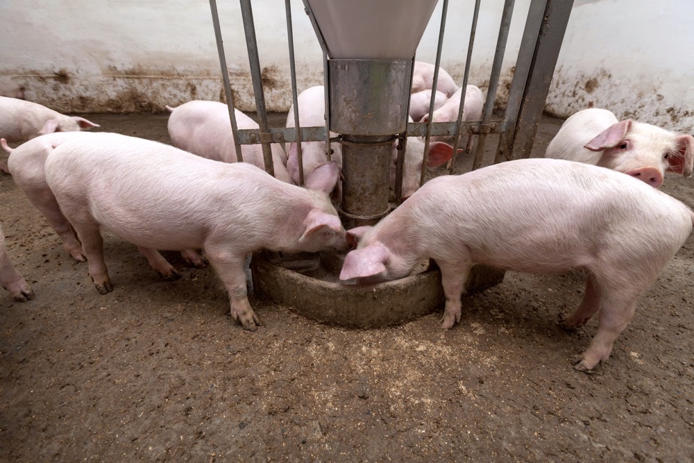 Pigs eating