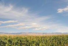 File photo of a Wyoming corn crop. (RiverNorthPhotography/iStock/Getty Images)