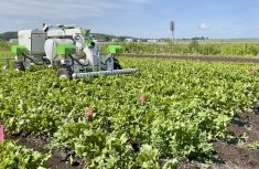 crop robot working in a field