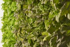 Interius Farms takes the growing structures used for vertical farms and uses them in greenhouses.