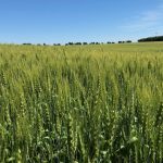 Wheat in progress west of Pathlow, Sask. on Aug. 1, 2022. (Dave Bedard photo)
