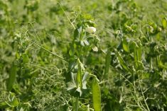 Field peas. (Lisa Guenther photo)