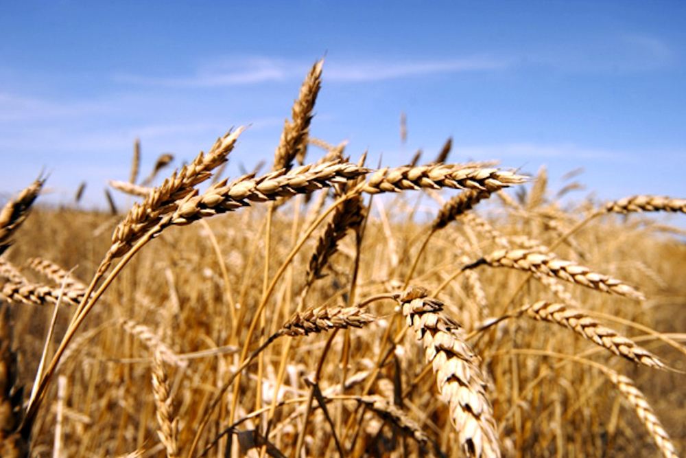 Both wheat stem sawfly and midge are becoming a growing threat throughout the Prairies. Photo: File

