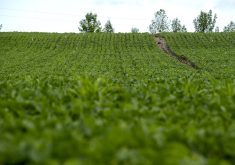 The U.S. is expecting a big soybean crop.