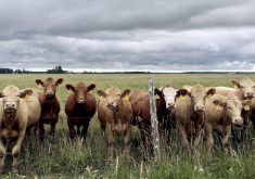 Disruptions to supply chain-reliant industries like beef requires thoughtful mitigation strategies, especially in an integrated North American system, says CCA President Nathan Phinney.