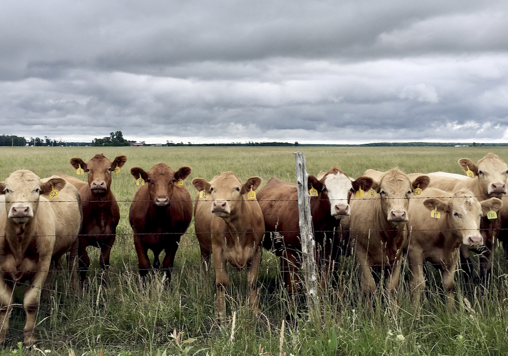 Disruptions to supply chain-reliant industries like beef requires thoughtful mitigation strategies, especially in an integrated North American system, says CCA President Nathan Phinney.
