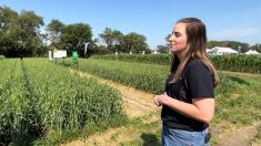 SaskWheat brought five varieties of durum wheat to Ag in Motion this year.