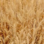 About three-quarters of Ontario’s organic wheat is soft red winter, most of it food grade.