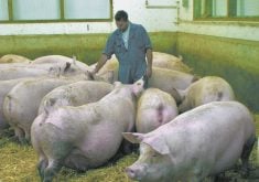Farm connections flagged in infectious disease spread