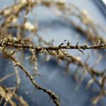 Soybean cyst nematode on roots.