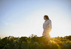 Female farm worker inspecting soy at field summer evening time.