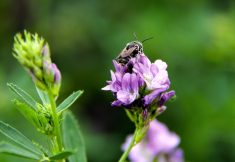 “Non-crop habitats are important for pollinators in agricultural fields as these provide essential resources and nesting sites.”