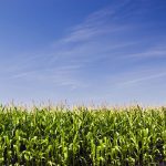 “In my experience, some of the more established (organic) growers just don’t bother (using crop insurance) at all.”