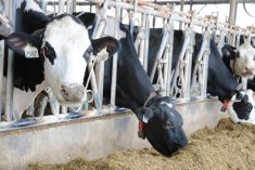 The presence of foot problems is one area where chelated minerals could make sense.