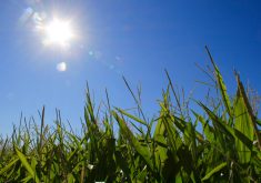 Corn has started to tassel in parts of Ontario.