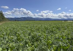 Peas bloom on this farm northeast of Whitehorse.