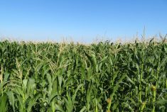 Corn crops.