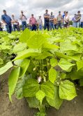 The success of Highland Custom Farming’s 15-inch cranberry beans drew a lot of questions during the Grey County Soil and Crop Improvement Association’s July 16 crop walk and elevator tour.