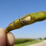 Figure 1. Beetle feeding on pods which can lead to significant seed quality issues.