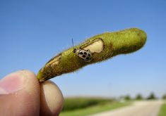 Figure 1. Beetle feeding on pods which can lead to significant seed quality issues.