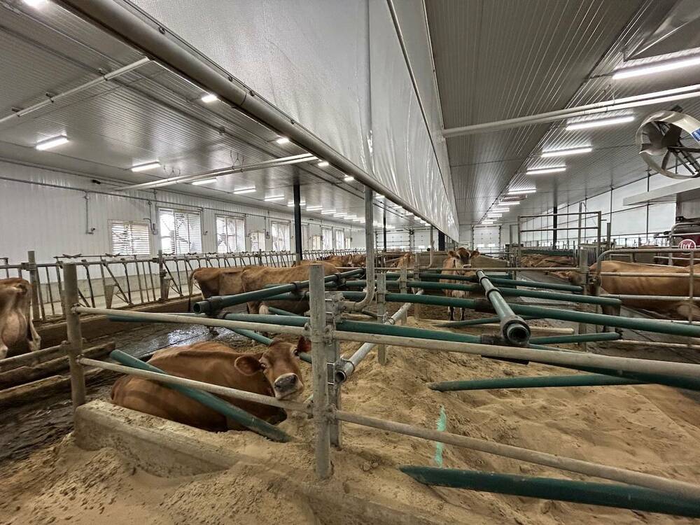 Canvas baffles installed above the stalls force air down onto the cows. This made it possible to remove four large fans at Ferme Laroselait. Photo: Marie-Josée Parent