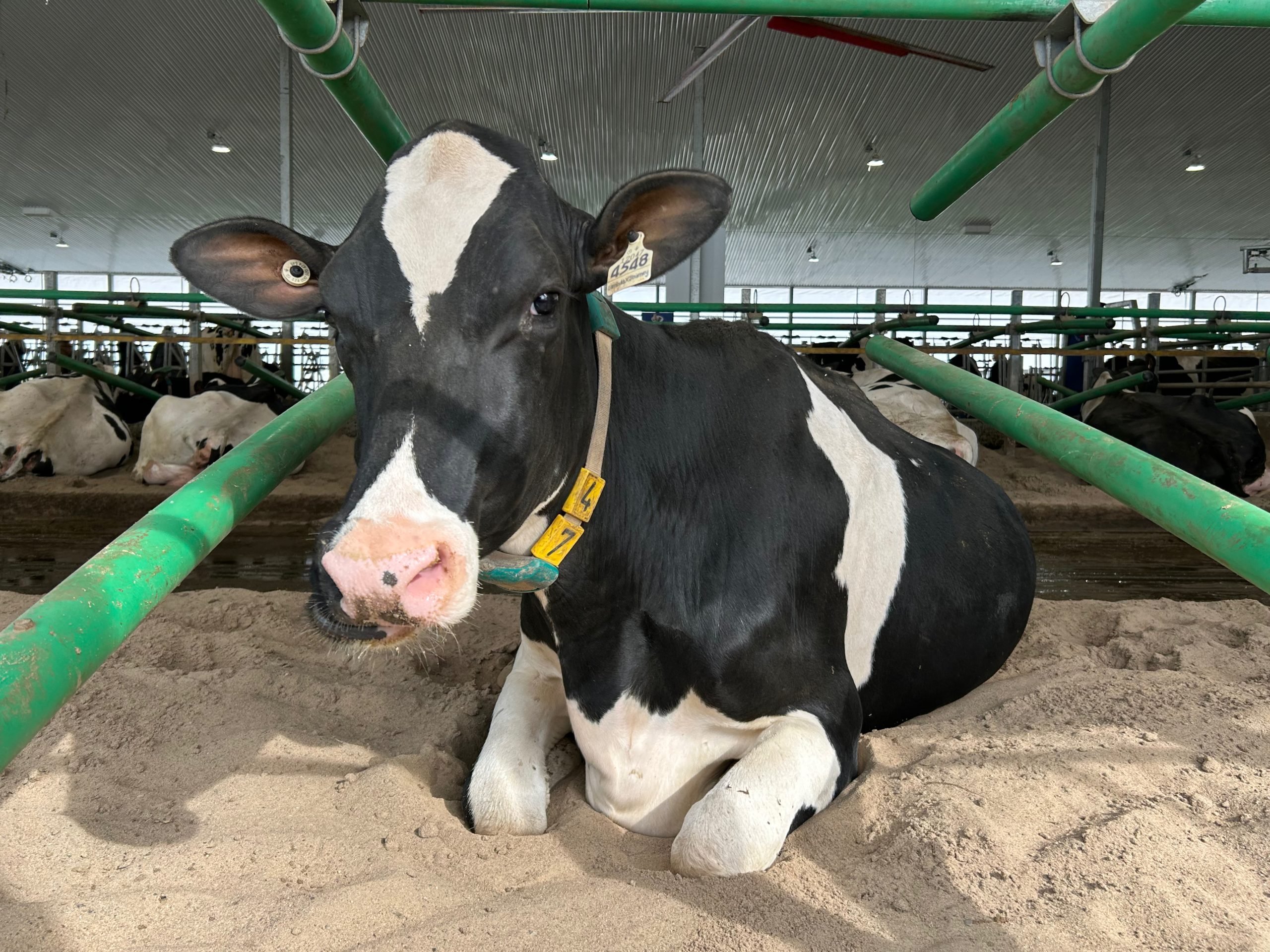 Soft bedding like sand makes it easier to lift lame cows (not this cow), prolongs their lifespan and increases milk production. 