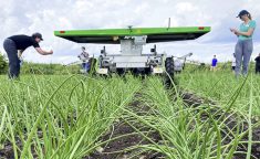 FarmDroid FD20 provides horticultural seeding and weeding and drew plenty of interest at the onion trial tour stop at Smith Farms during the AgRobotics July 4 demo day in Bradford and Holland Marsh.