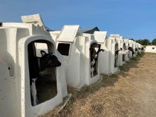 Hutches for housing calves first appeared in the 1960s and continue to be popular today due to their ability to limit calf diseases.