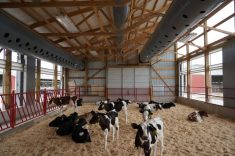 In indoor group housing of calves, one of the dangers is disease. That's why ventilation is so important.