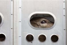 A cow is looking out of a transport trailer.