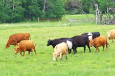 Farm groups analyze greenwashing rules