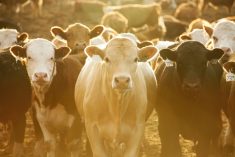 Photo: Canada Beef Inc.