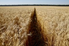 wheat field