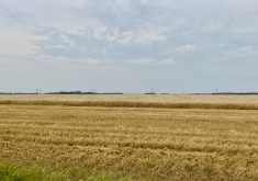 harvested wheat field