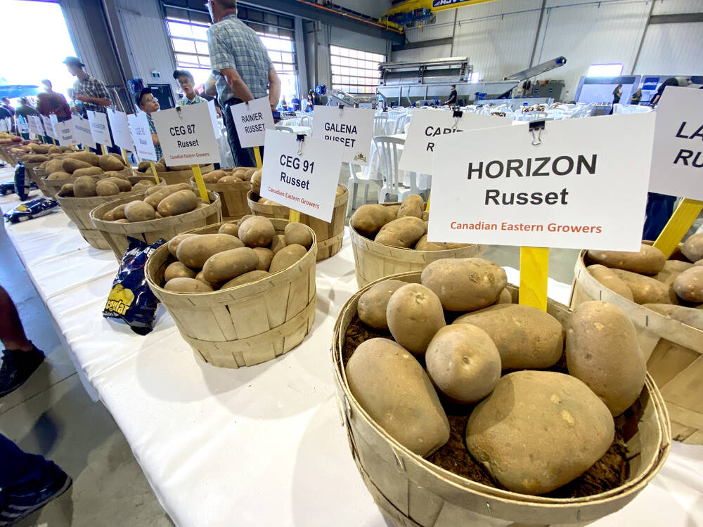 Scab resistance rates high in fresh market potato genetics