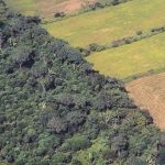 Soya farm field beside the original forest of the Amazon.