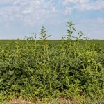 Will agricultural weeds claim the upper hand in a changing climate?
