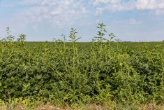 Will agricultural weeds claim the upper hand in a changing climate?