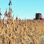 A soybean harvest.