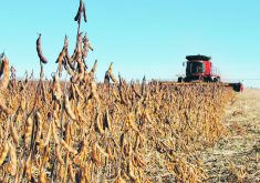 A soybean harvest.