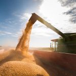 Combining of spring cereals provincewide was approaching or near the three-quarters done mark, per the latest crop report from the provincial agriculture department on Sept. 10. Photo: File