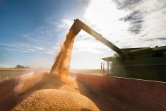 Combining of spring cereals provincewide was approaching or near the three-quarters done mark, per the latest crop report from the provincial agriculture department on Sept. 10. Photo: File